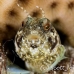 blenny_sailfin_lphr_gc_h_0225_cay4140.jpg